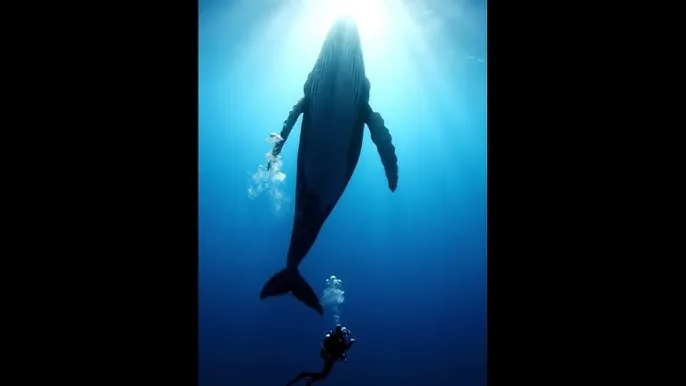 外国交友网 - 深蓝星球：探索海洋深处的未知世界